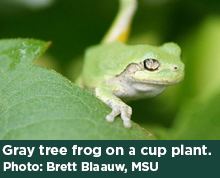 Gray tree frog on a cup plant